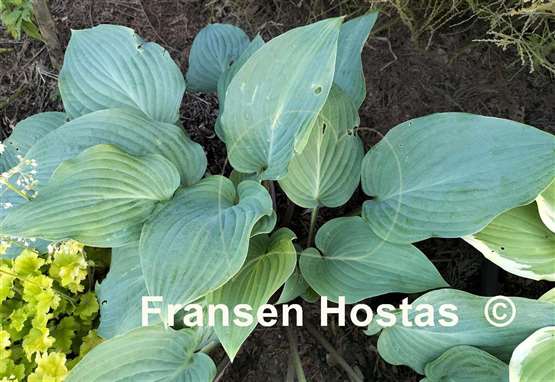 Hosta Florence Nightingale