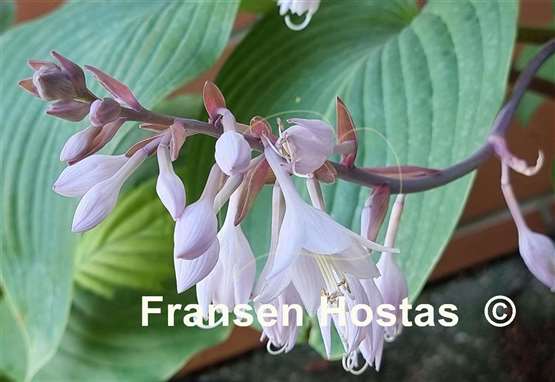 Hosta Florence Nightingale