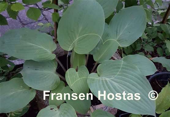 Hosta Florence Nightingale