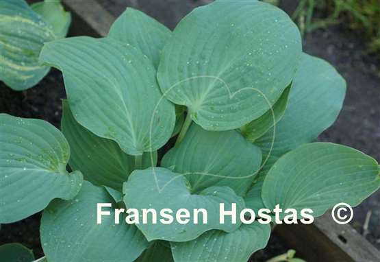 Hosta Florence Nightingale