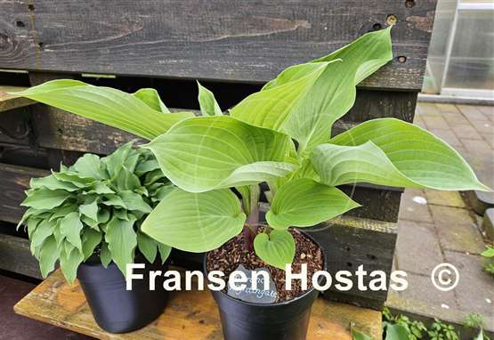Hosta Florence Nightingale