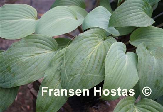 Hosta Florence Nightingale