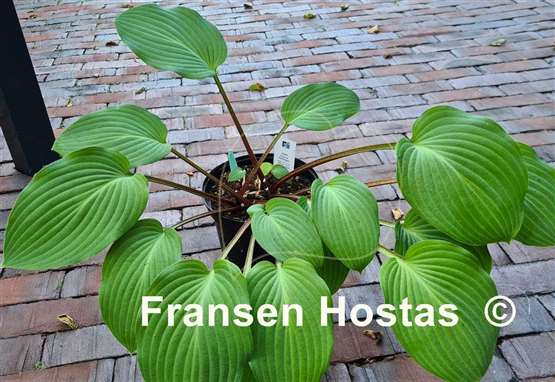 Hosta Florence Nightingale