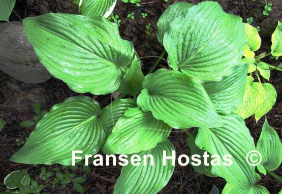 Hosta Flower Power