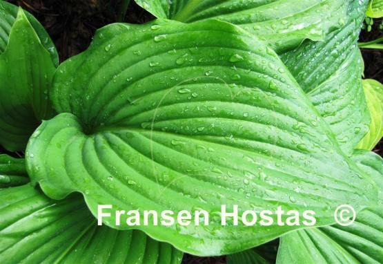 Hosta Flower Power