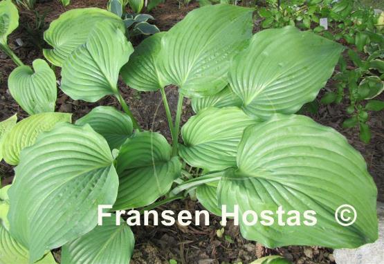 Hosta Flower Power