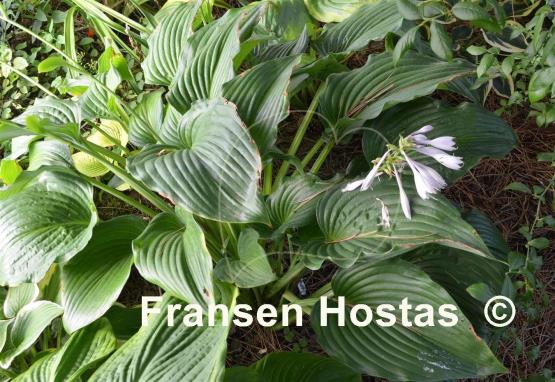 Hosta Flower Power