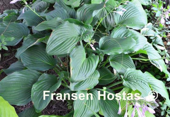 Hosta Flower Power