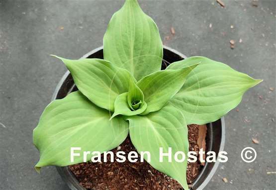 Hosta Fluff and Puff