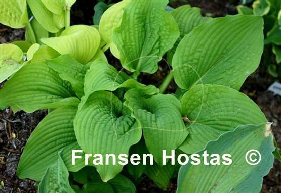Hosta Fluted Fountain