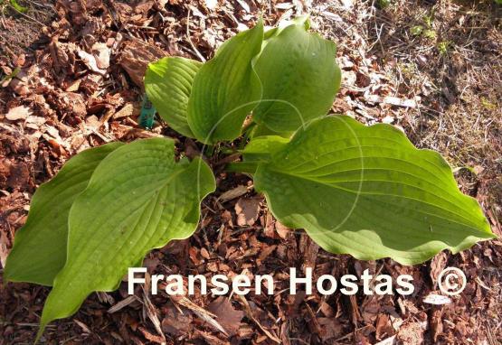 Hosta Fluted Fountain