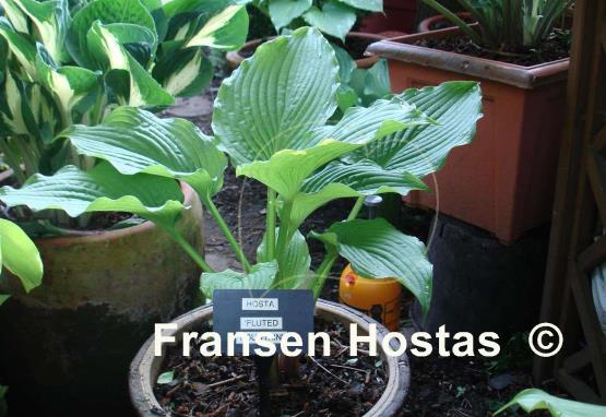 Hosta Fluted Fountain