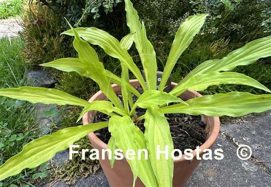 Hosta Focal Point