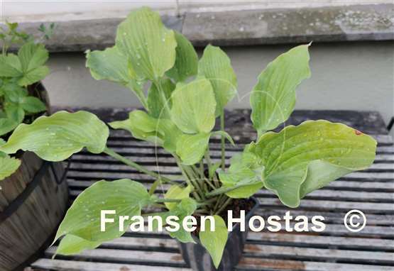Hosta Fog Light