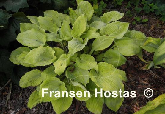 Hosta Fog Light