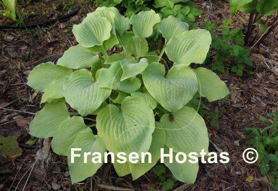 Hosta Fog Light