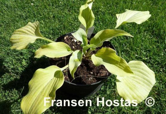 Hosta Fog Light