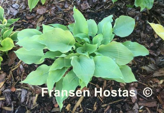 Hosta Fog Light