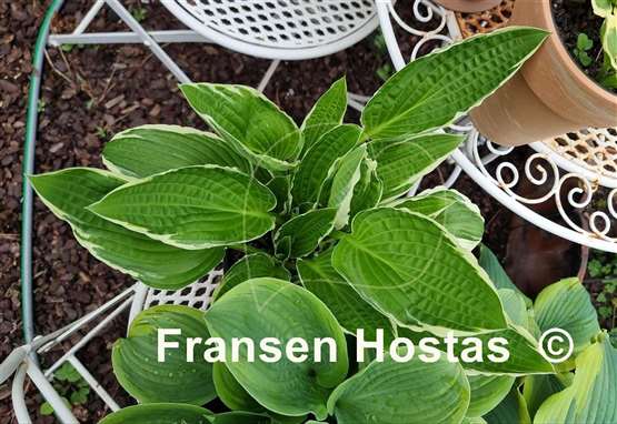 Hosta Foggy Day