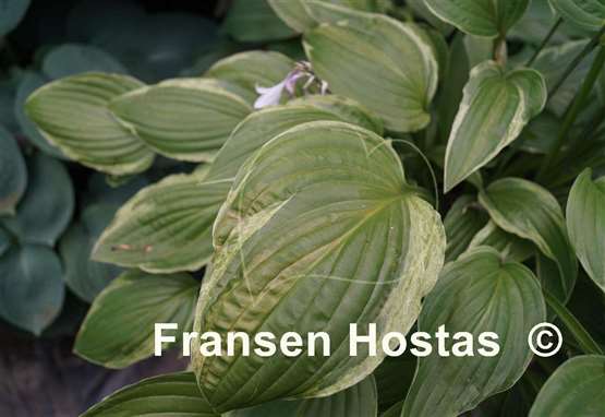 Hosta Foggy Day