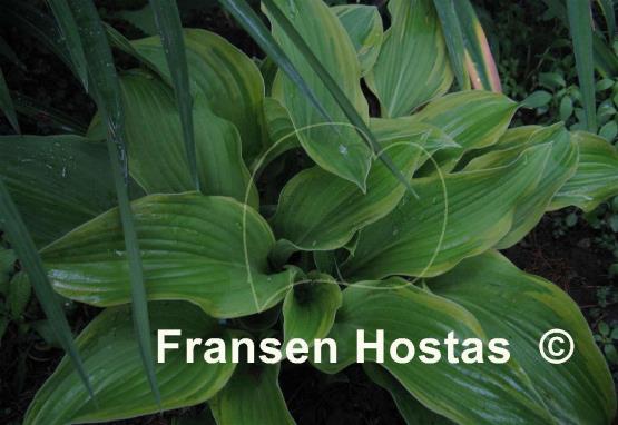 Hosta Fool's Gold