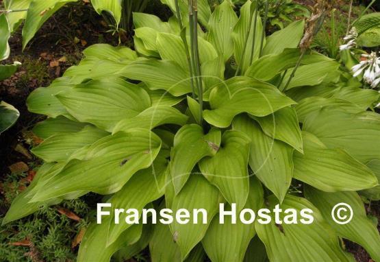 Hosta Fool's Gold