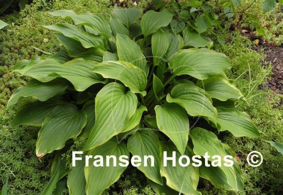 Hosta Fool's Gold