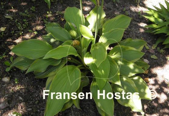 Hosta Fool's Gold