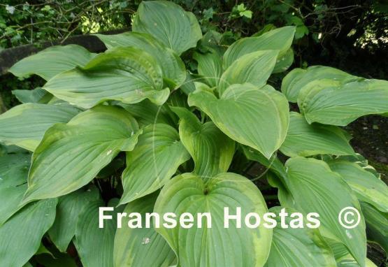 Hosta Fool's Gold
