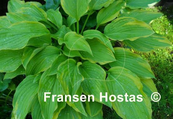 Hosta Fool's Gold