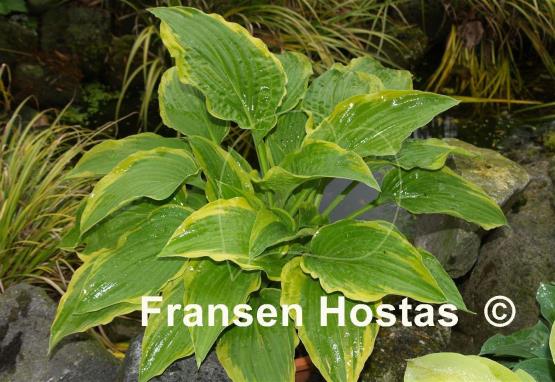 Hosta Fool's Gold