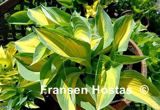 Hosta Forbidden Fruit