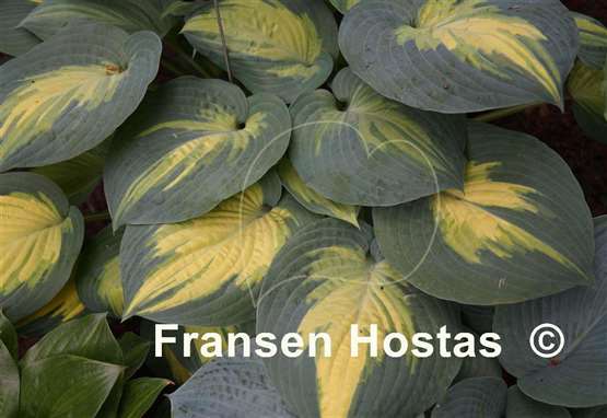Hosta Forbidden Fruit