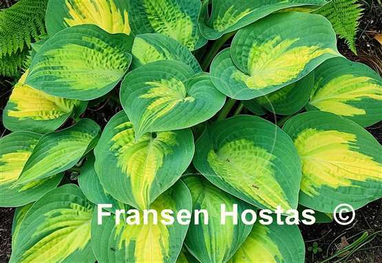 Hosta Forbidden Fruit