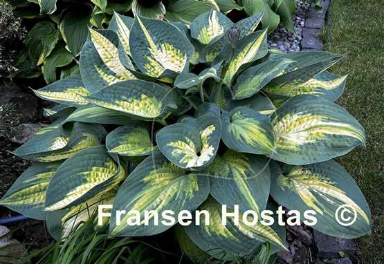 Hosta Forbidden Fruit