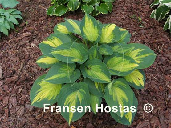 Hosta Forbidden Fruit - Fransen Hostas