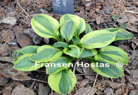 Hosta Forest Mouse