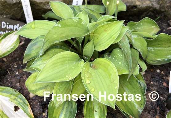 Hosta Forest Shadows