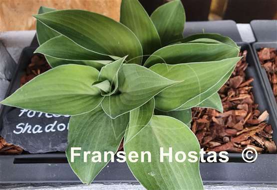 Hosta Forest Shadows