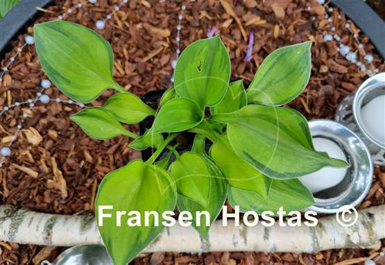 Hosta Forest Shadows