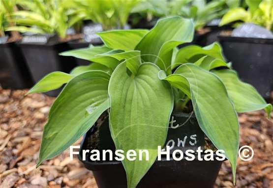 Hosta Forest Shadows