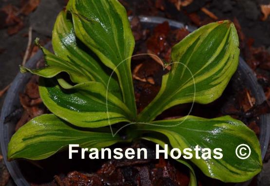 Hosta Forest Mouse