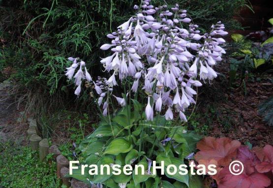 Hosta Forest Shadows