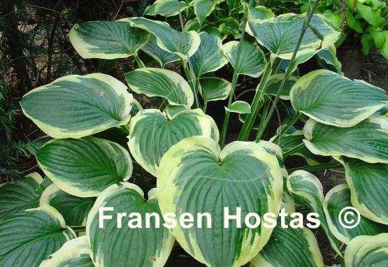 Hosta Formal Attire