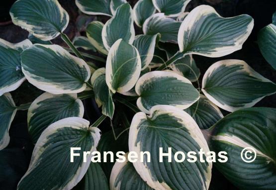Hosta Formal Attire