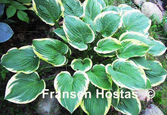 Hosta Formal Attire