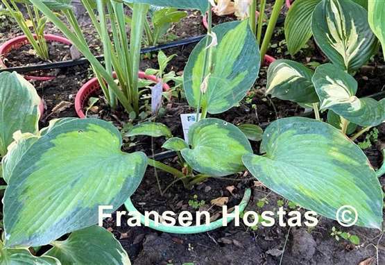 Hosta Forncett Frances