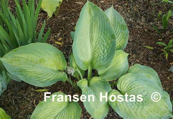Hosta Forncett Frances
