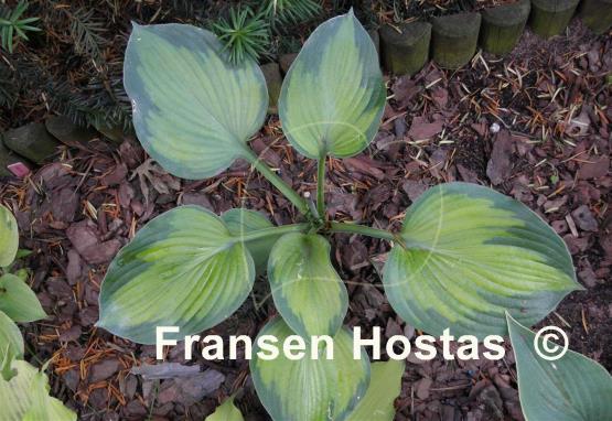 Hosta Forncett Frances