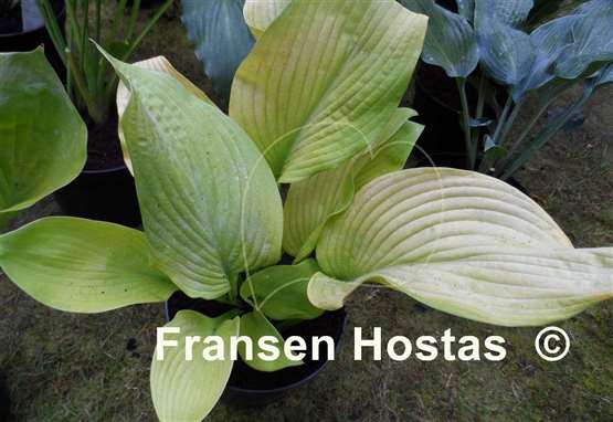 Hosta Fort Knox